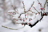 雪去春來，喜迎新一年